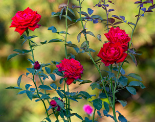 Similar image 21782916