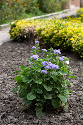 Similar image 21782917