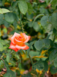 Similar image 21782918