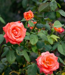 Similar image 21782919