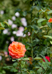 Similar image 21782928