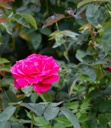 Similar image 21782929