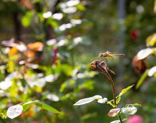 Similar image 21782930