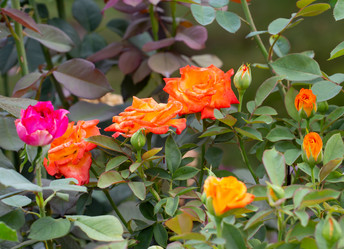 Similar image 21782931