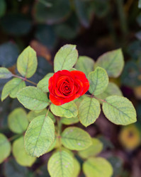 Similar image 21782933