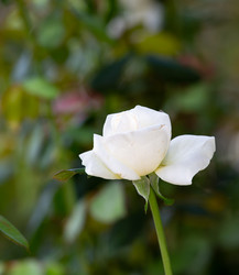 Similar image 21784271