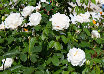 Similar image 21784272