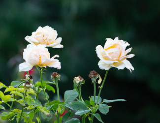 Similar image 21784276