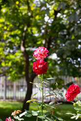 Similar image 21784280