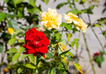 Similar image 21784282