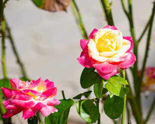 Similar image 21784284