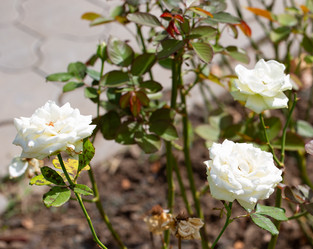 Similar image 21784285