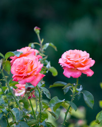 Similar image 21784286