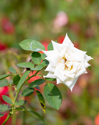 Similar image 21784288