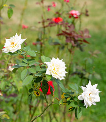 Similar image 21782492