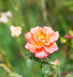 Similar image 21782495