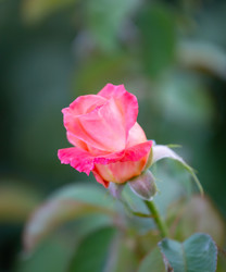 Similar image 21782496