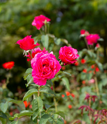 Similar image 21782498