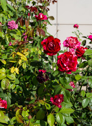 Similar image 21782504