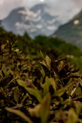 Similar image 21785230