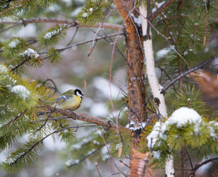 Similar image 21784400