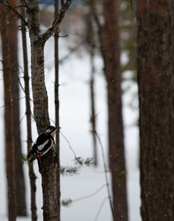 Similar image 21784403