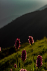 Similar image 21785256