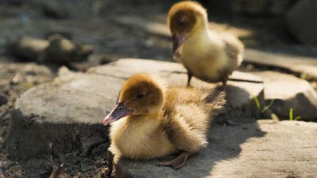 Similar image 21785480