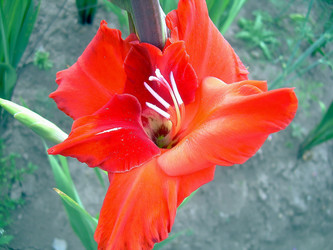 Similar image 21782381