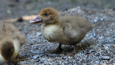 Similar image 21785492