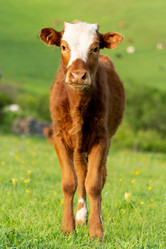 Similar image 21783472