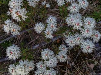 Similar image 21783506