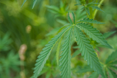 Similar image 21783772