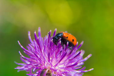 Similar image 21783789