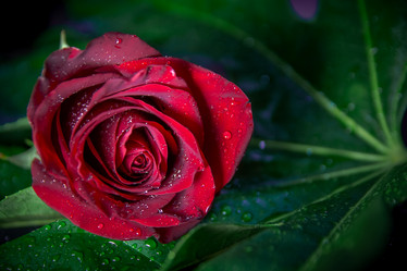 Similar image 21783807