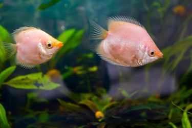 Similar image 21784882