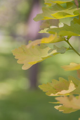 Similar image 21784891