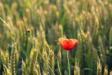 Similar image 21784777