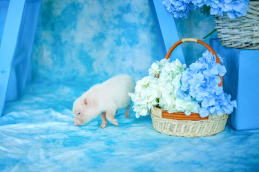 Similar image 21785736