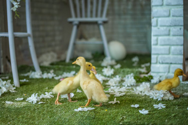 Similar image 21785742