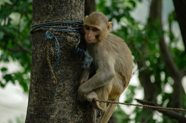 Similar image 21785350