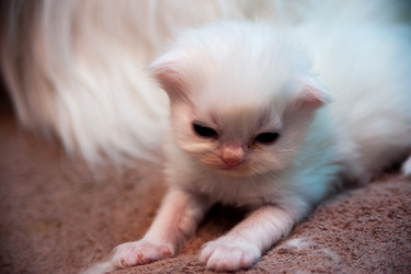 Similar image 21785811