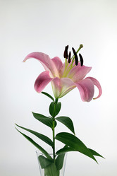 Similar image 21785359