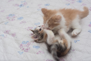 Similar image 21786425