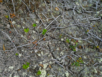 Similar image 21786466