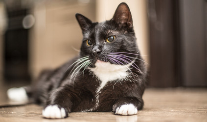 Similar image 21803262