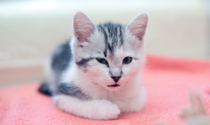 Similar image 21813360