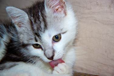 Similar image 21813389