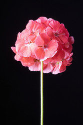 Similar image 21790354