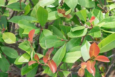 Similar image 21790394